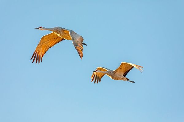 New Mexico-Bosque del Apache National Wildlife Reserve Sandhill crane pair flying at sunrise